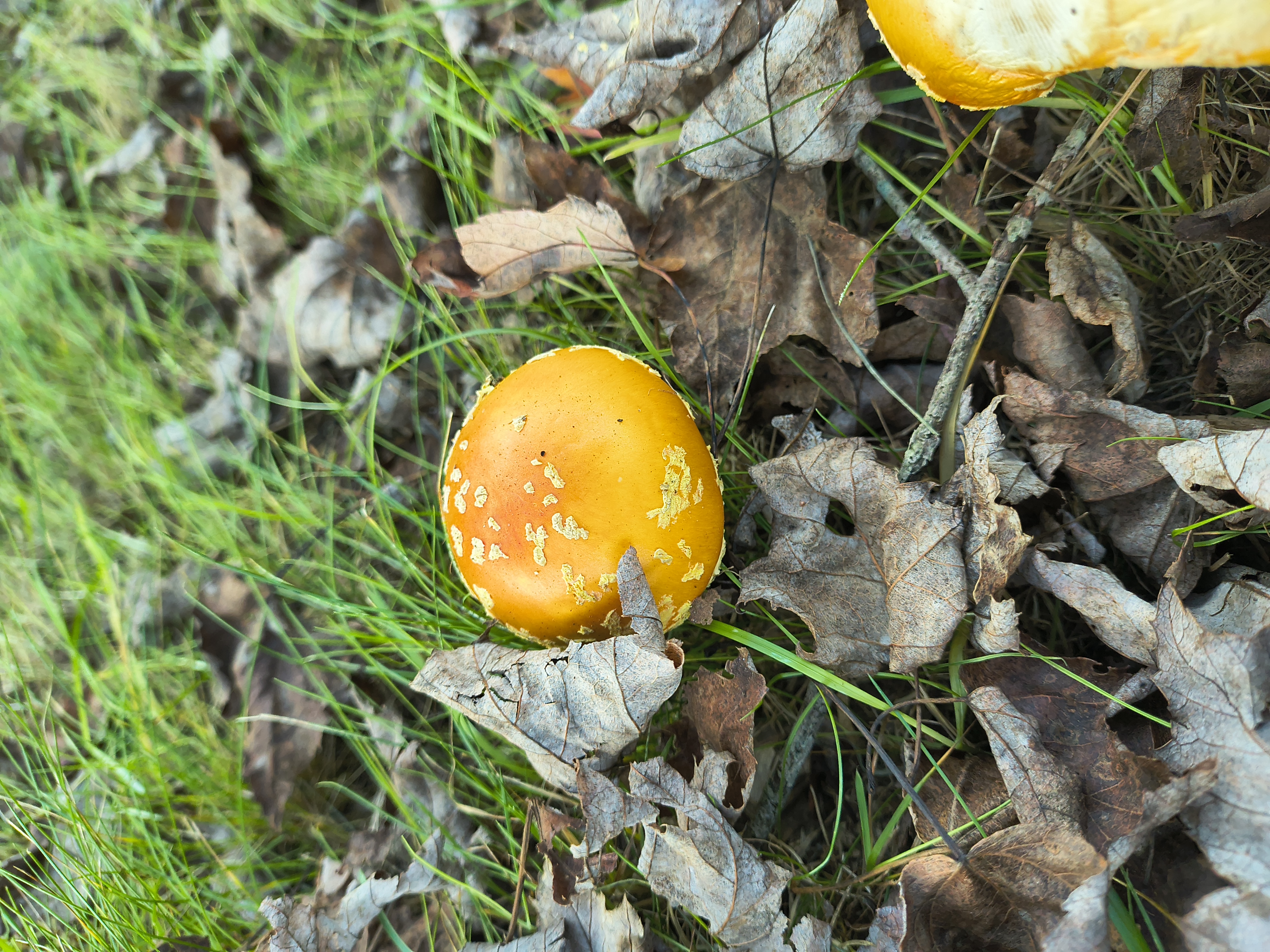 Pictures of My Wild Mushrooms