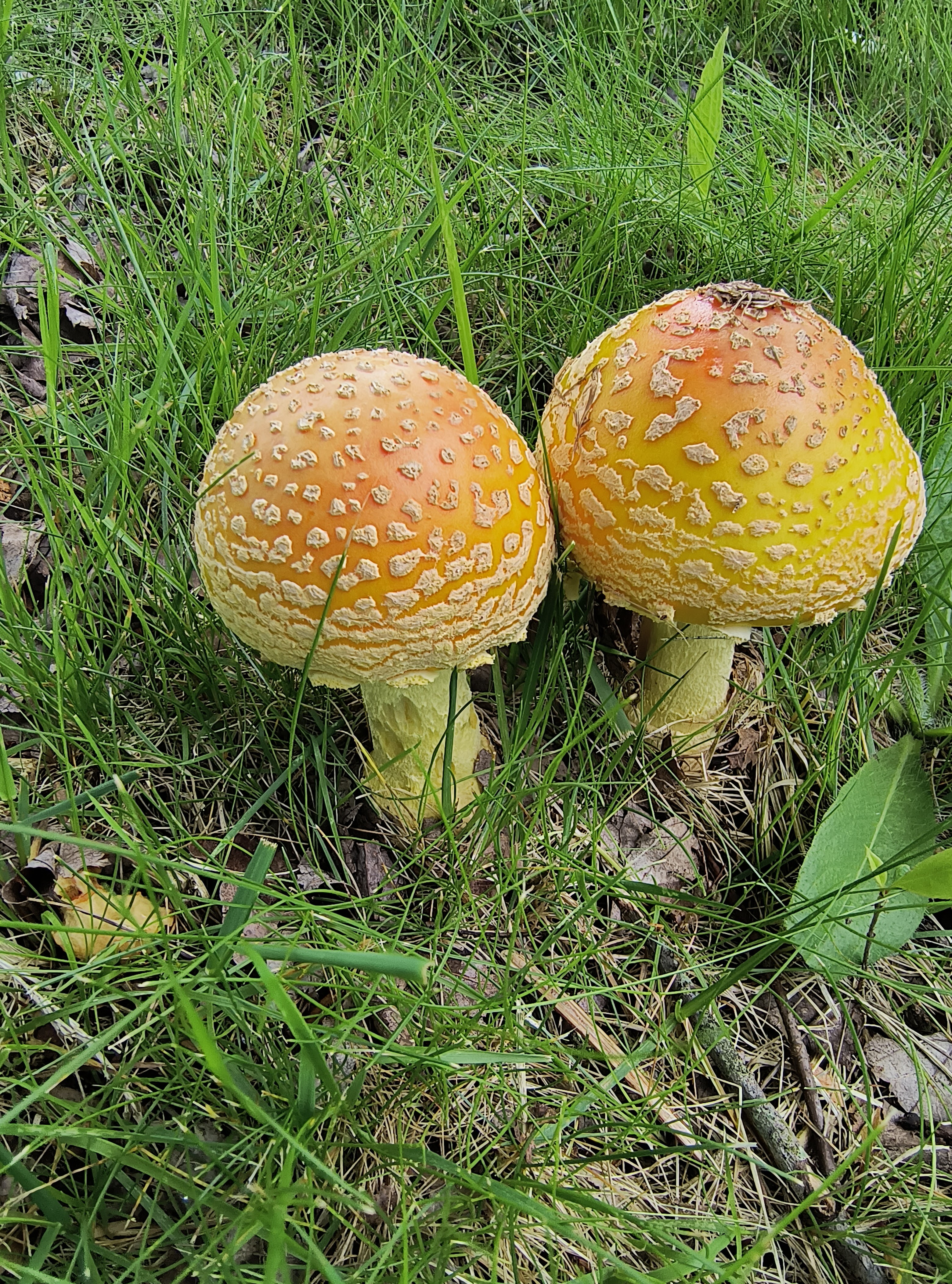 Pictures of My Wild Mushrooms